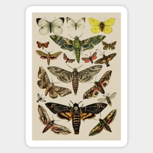 Vintage Scientific Moth Reference Charts Sticker